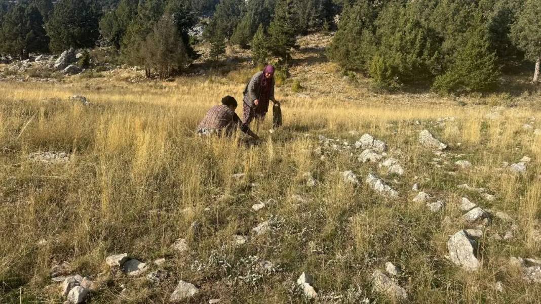 Torosların Efsanevi Lezzeti Çayır Mantarında Sezon Açıldı! 1